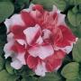 Seminte profesionale  Petunia grandiflora - flori duble - imagine 48756